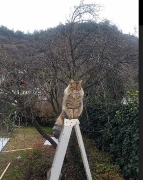 熊猫直播-日本奥运队战术多变，攻守兼备，日本奥运队战术多变,攻守兼备的原因