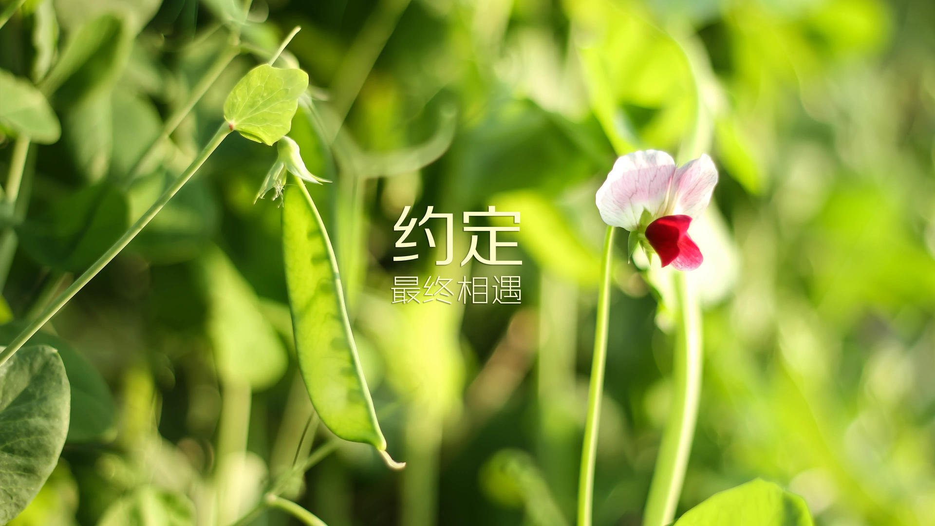 阿斯顿维拉主场逼平沃特福德，难以取胜，阿斯顿维拉球迷