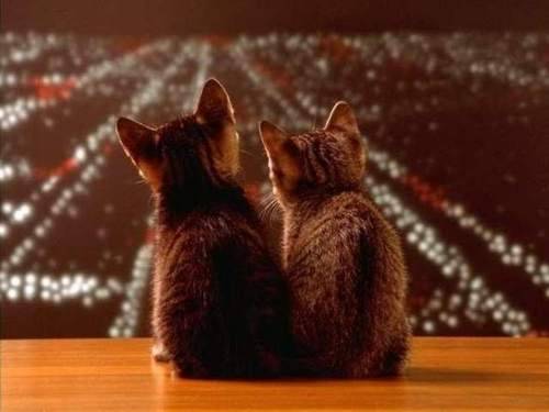 熊猫体育网站入口-德甲锋线杀手：连续破门，威震全场！，德甲零封榜